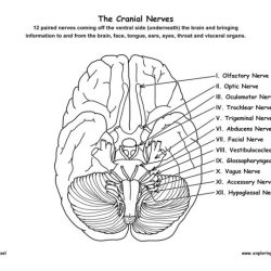 Human brain cranial nerves coloring