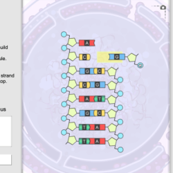 Student exploration building dna gizmo answers