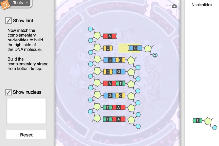 Student exploration building dna gizmo answers